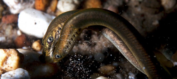 Beekprik paai in Veluwse sprengen en beken